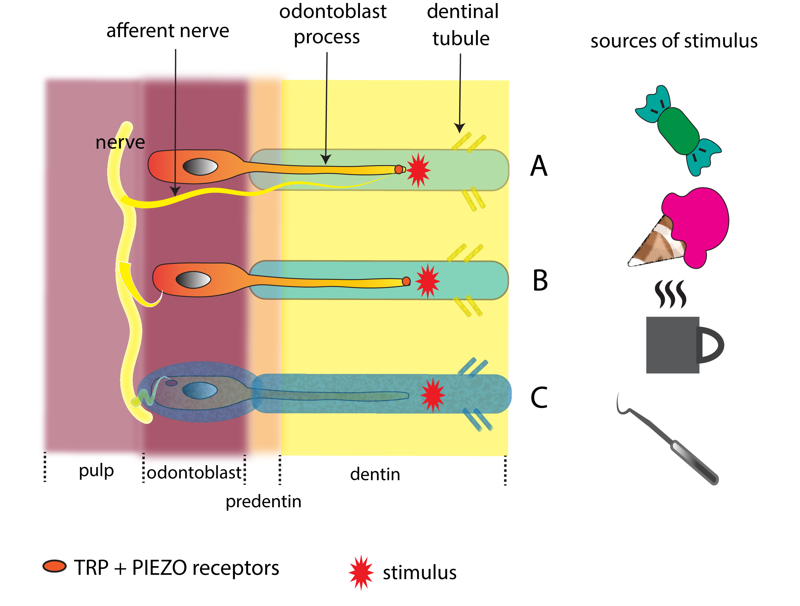 Dental and Medical Problems